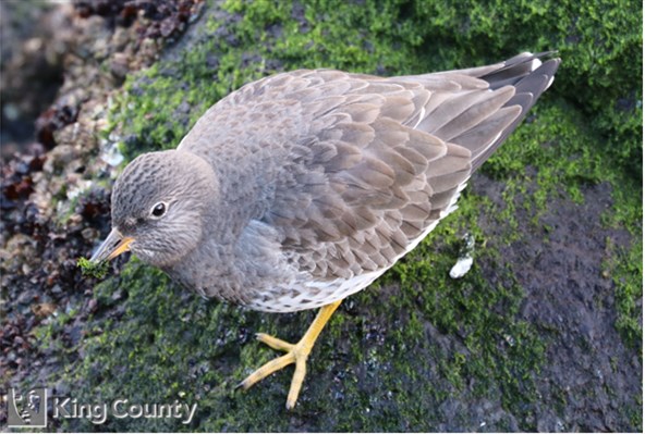 Photo of Aphriza virgata